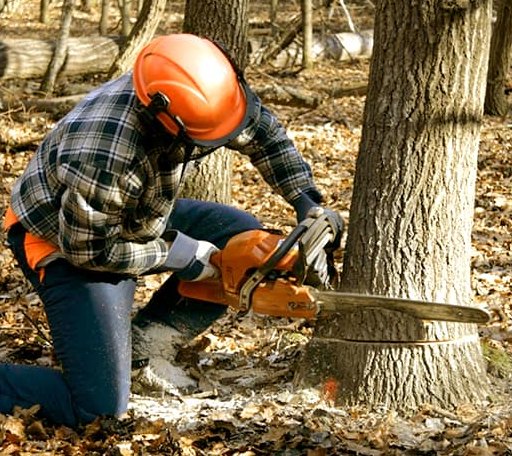 Tree Removal in Creswell, NC
